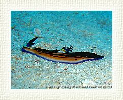 Big-Horn Nembrotha